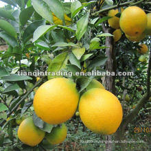 2012 New Crop Navel Orange